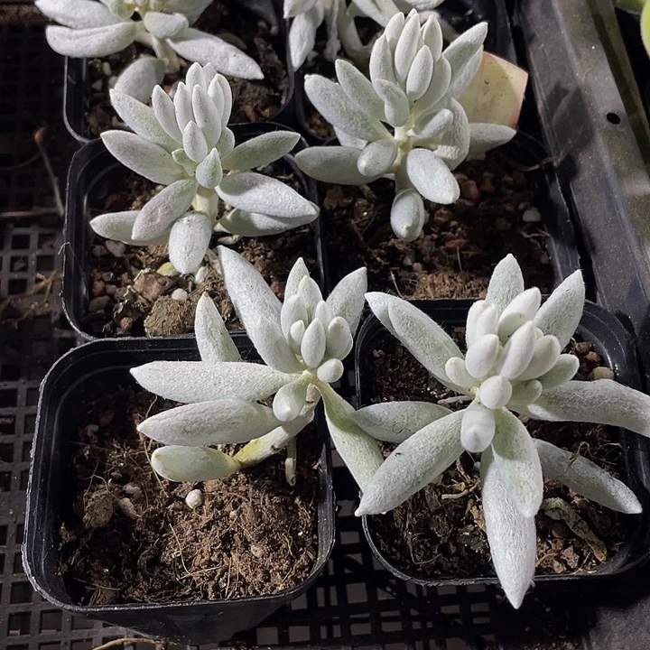 银月3.8带盆土发货