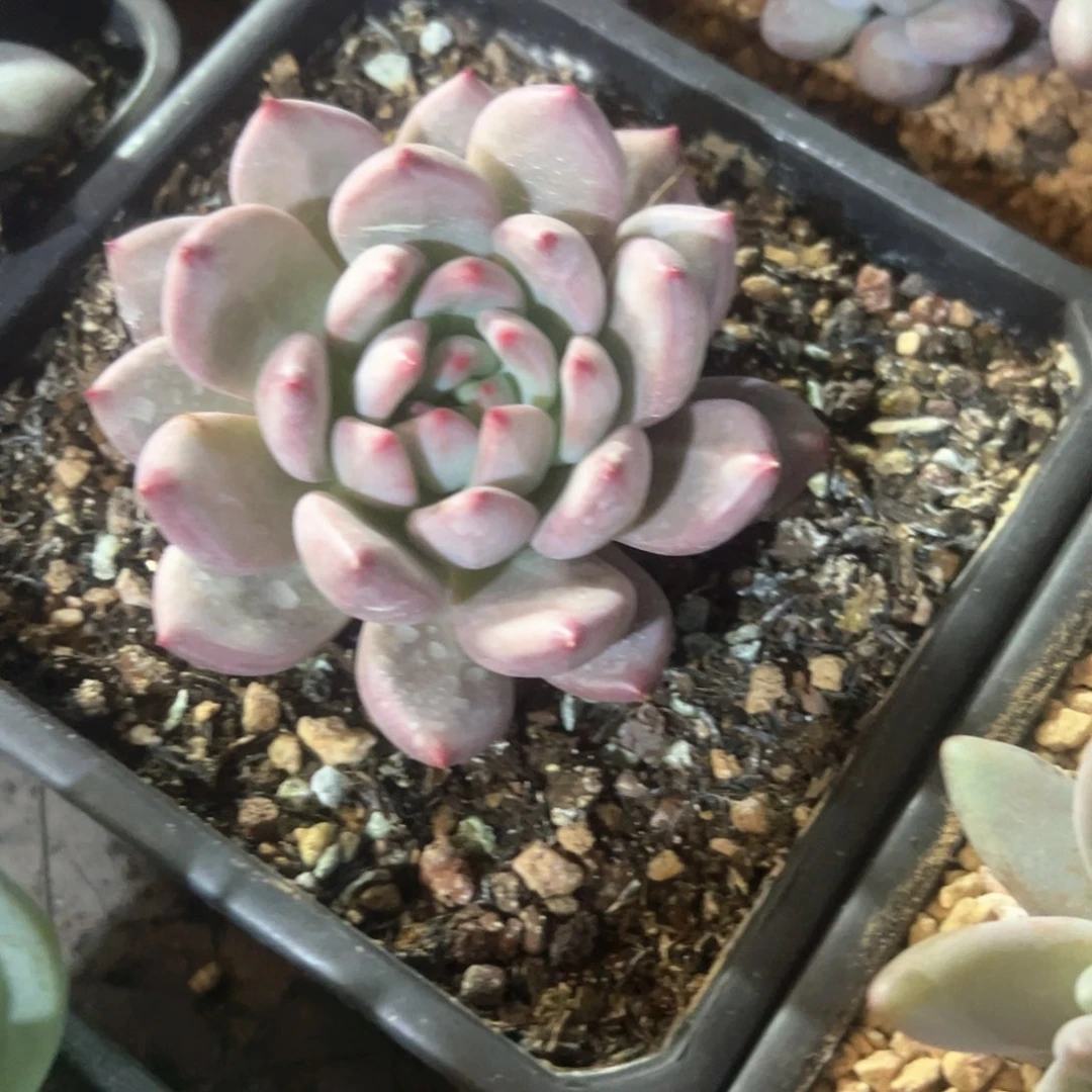 长*多肉植物多肉植物