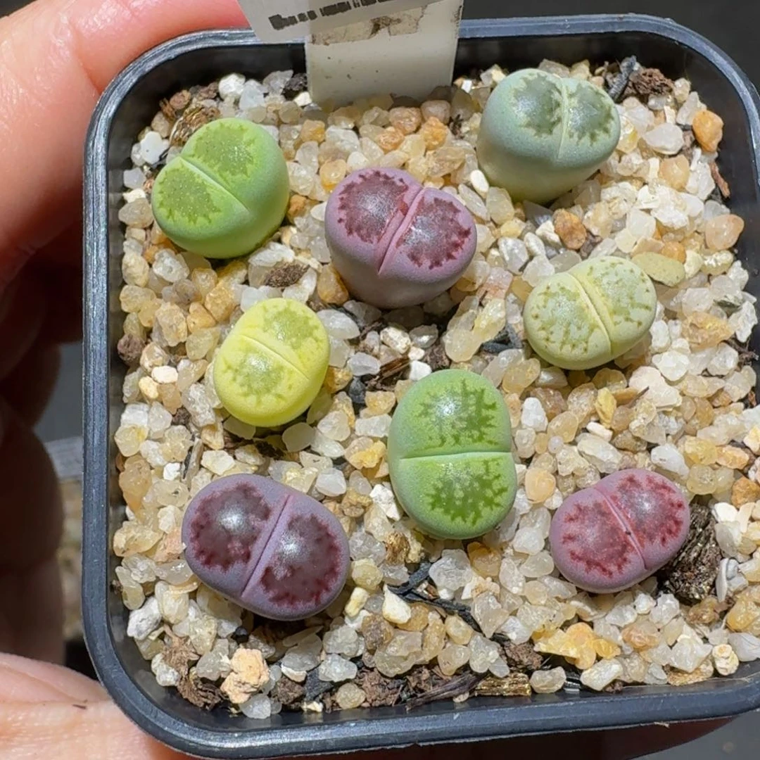 怎么还不开学生石花3042