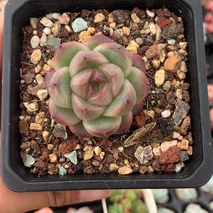 新品厚叶珍妮多肉