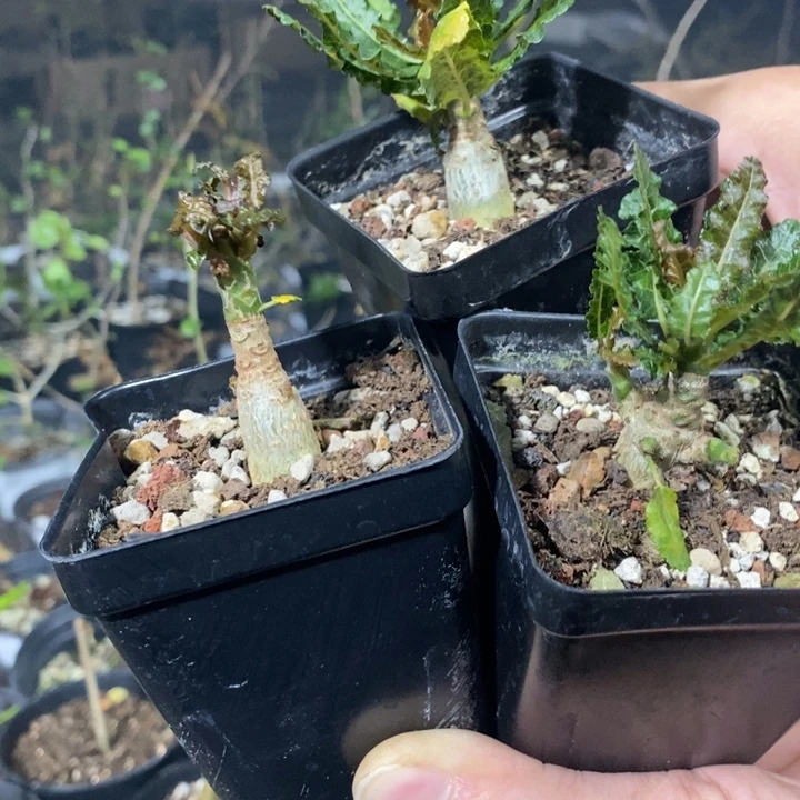 聂***娜娜带盆土发货植物
