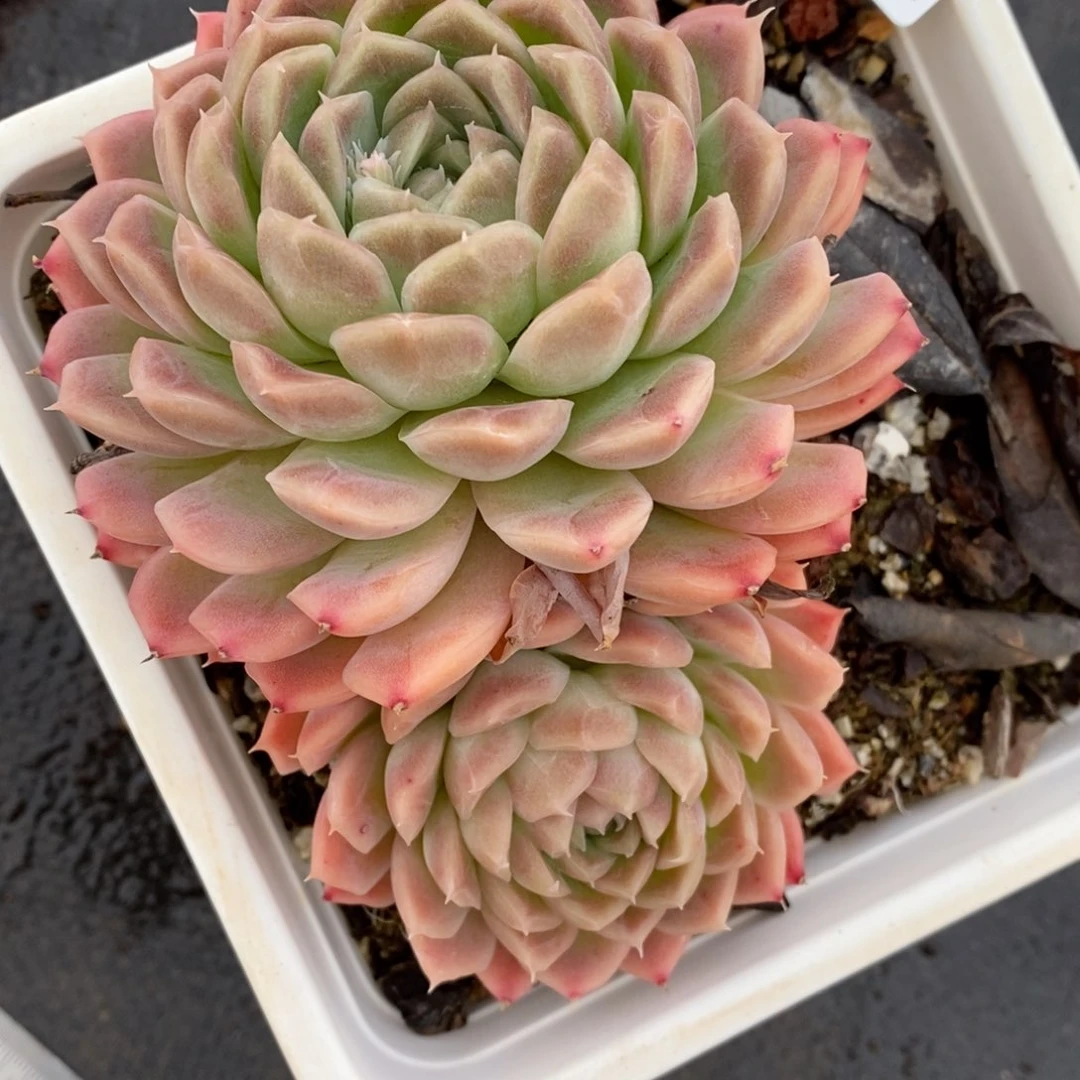 7124杂交多肉老桩