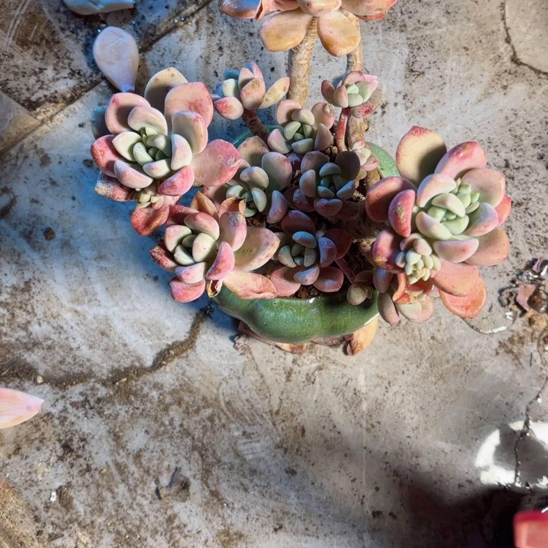 ?****杨花班鹿28-106。