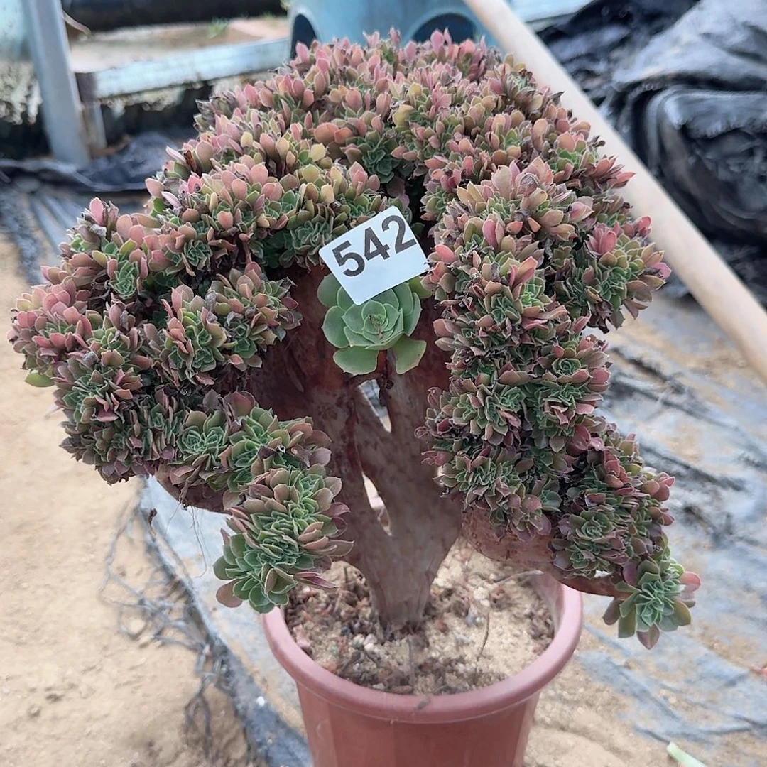 542火玫瑰朵朵一颗呀呀