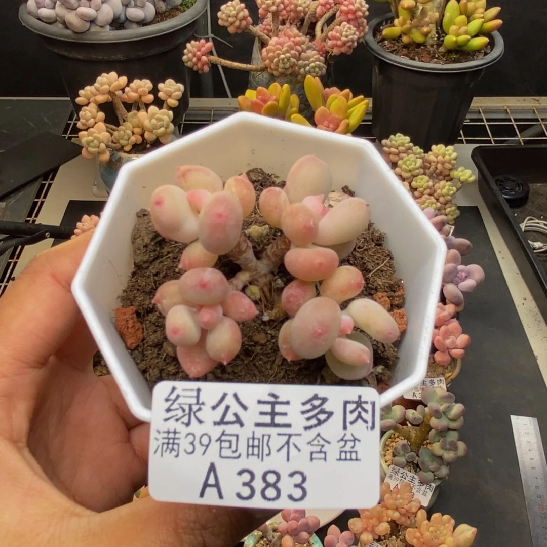 383苹果奶二代多肉5c m
