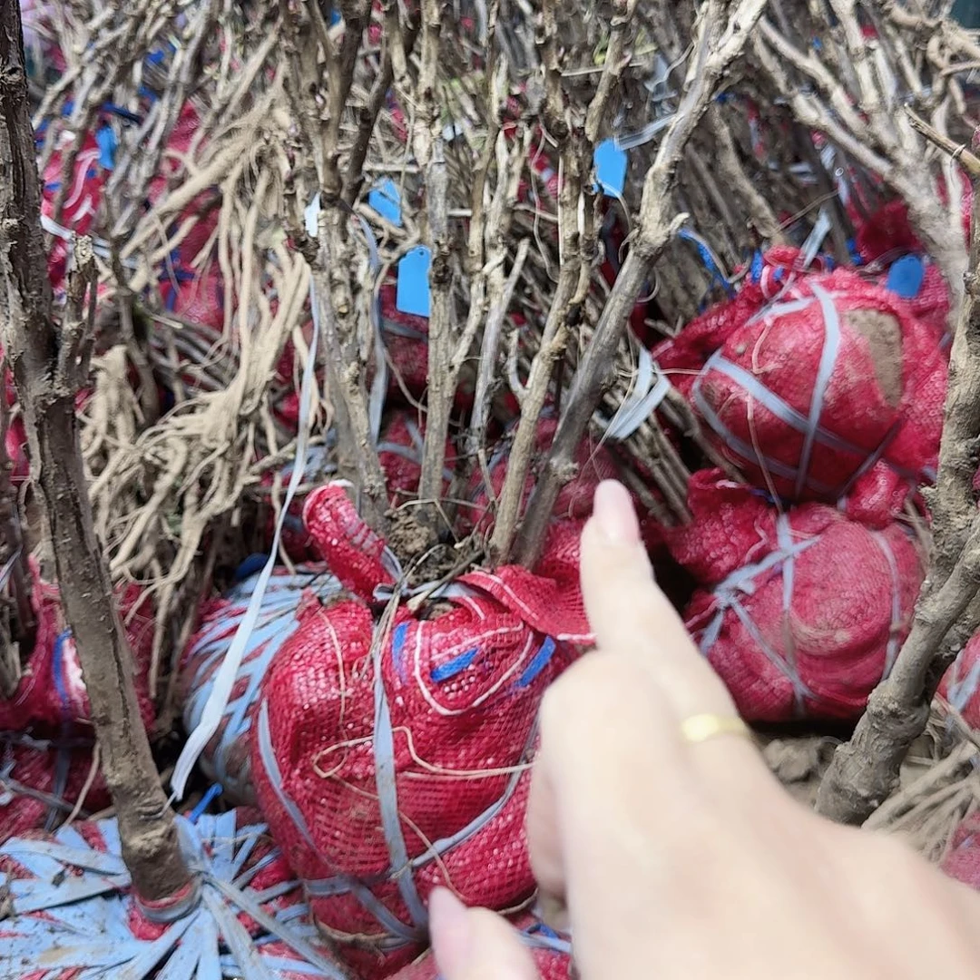 无花朵11111111111111111