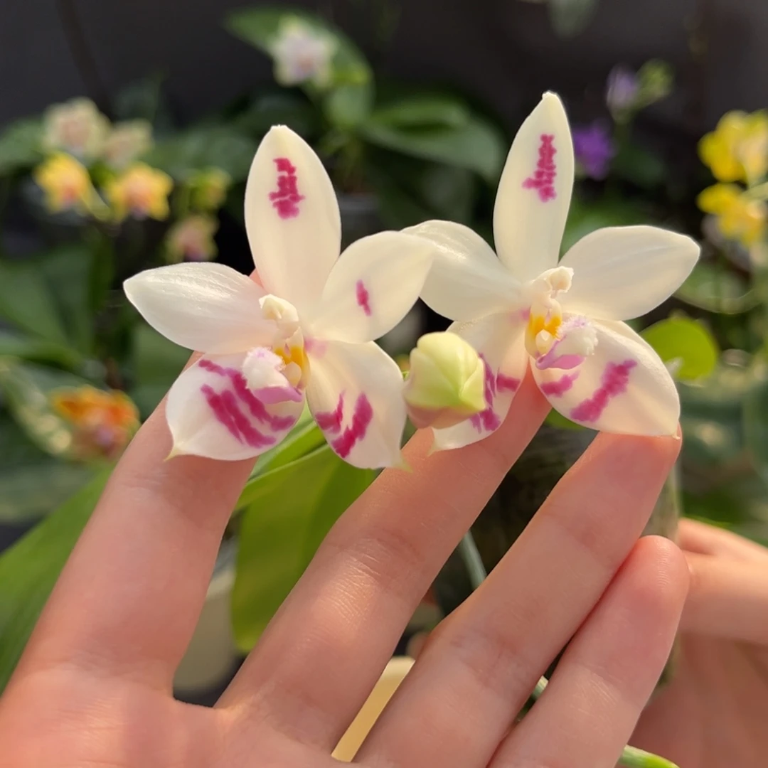 完全开放2.5寸咖啡盾交蓝孔雀开花株