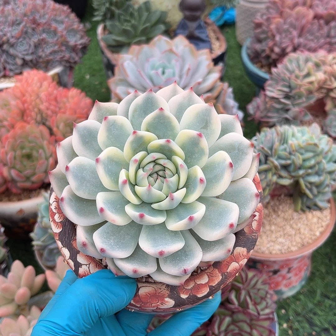 吉娃娃锦一物一拍