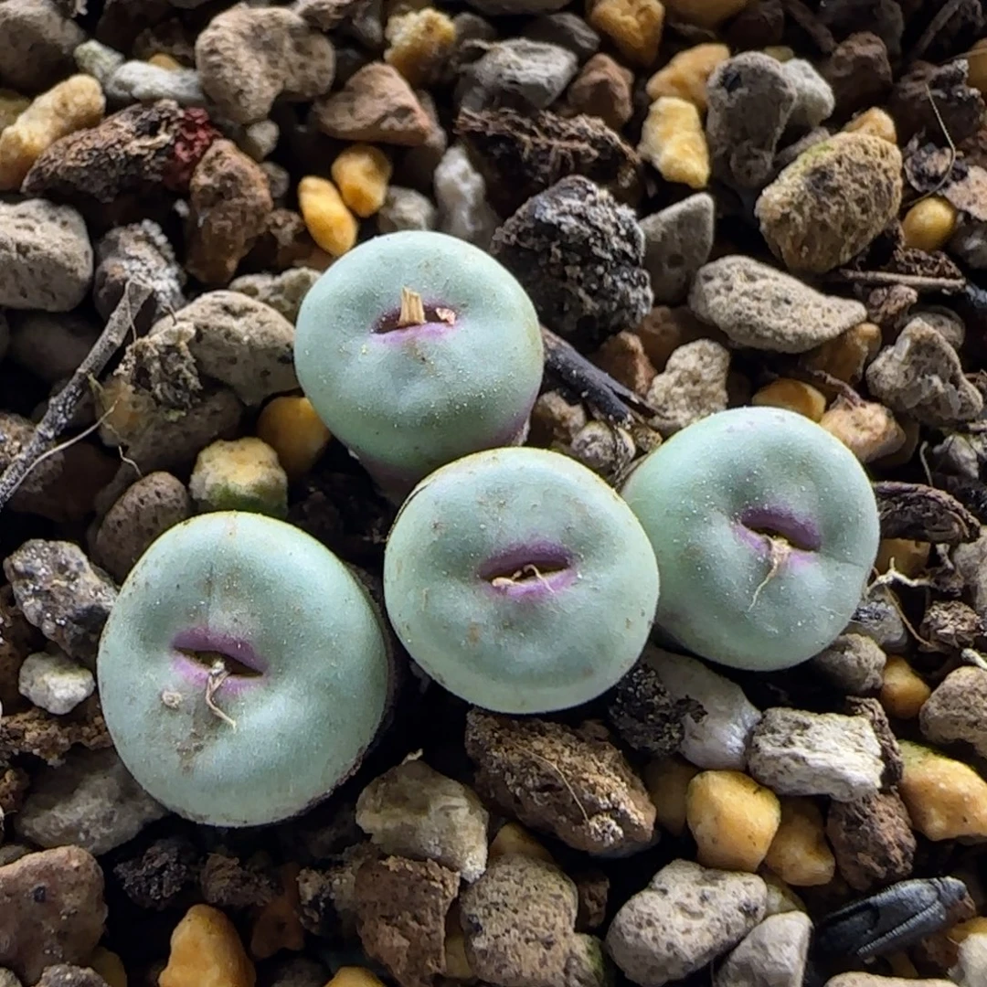 065当天满38包邮清货4头小红嘴0.8cm脱土