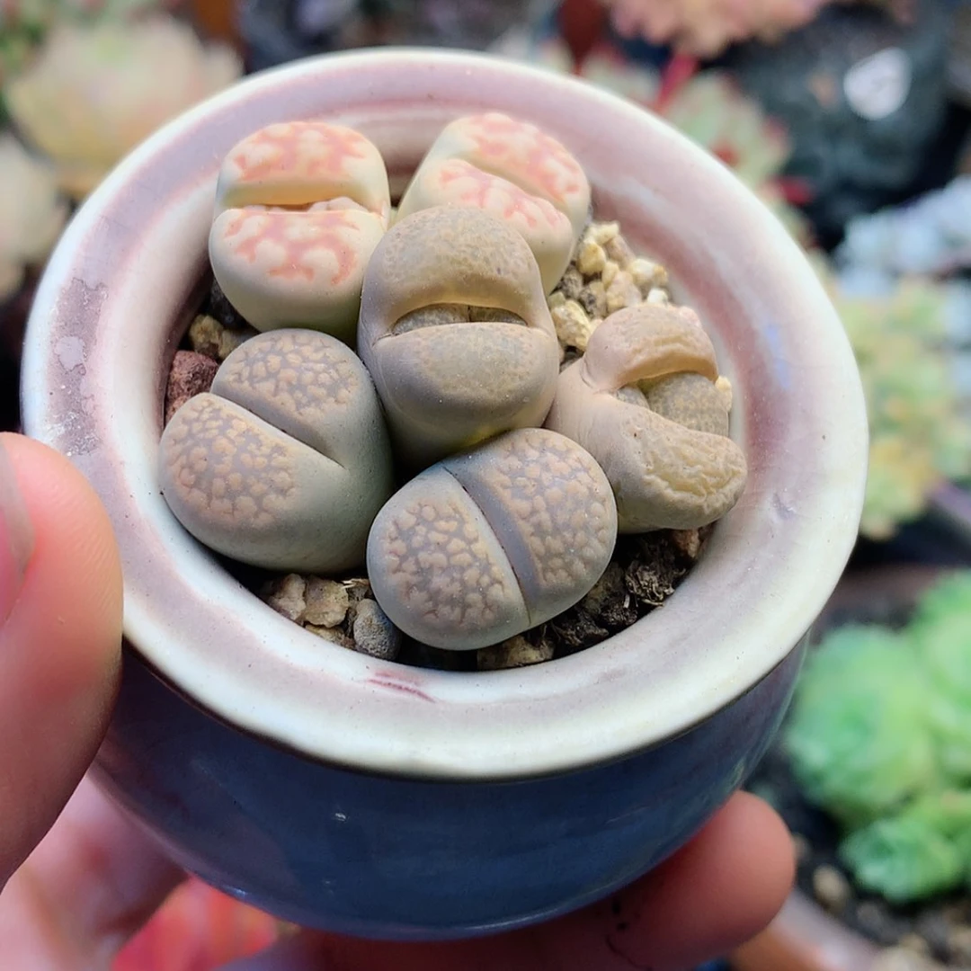 【闪购商品】梵*梵音带盆