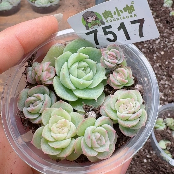 多肉植物多肉植物