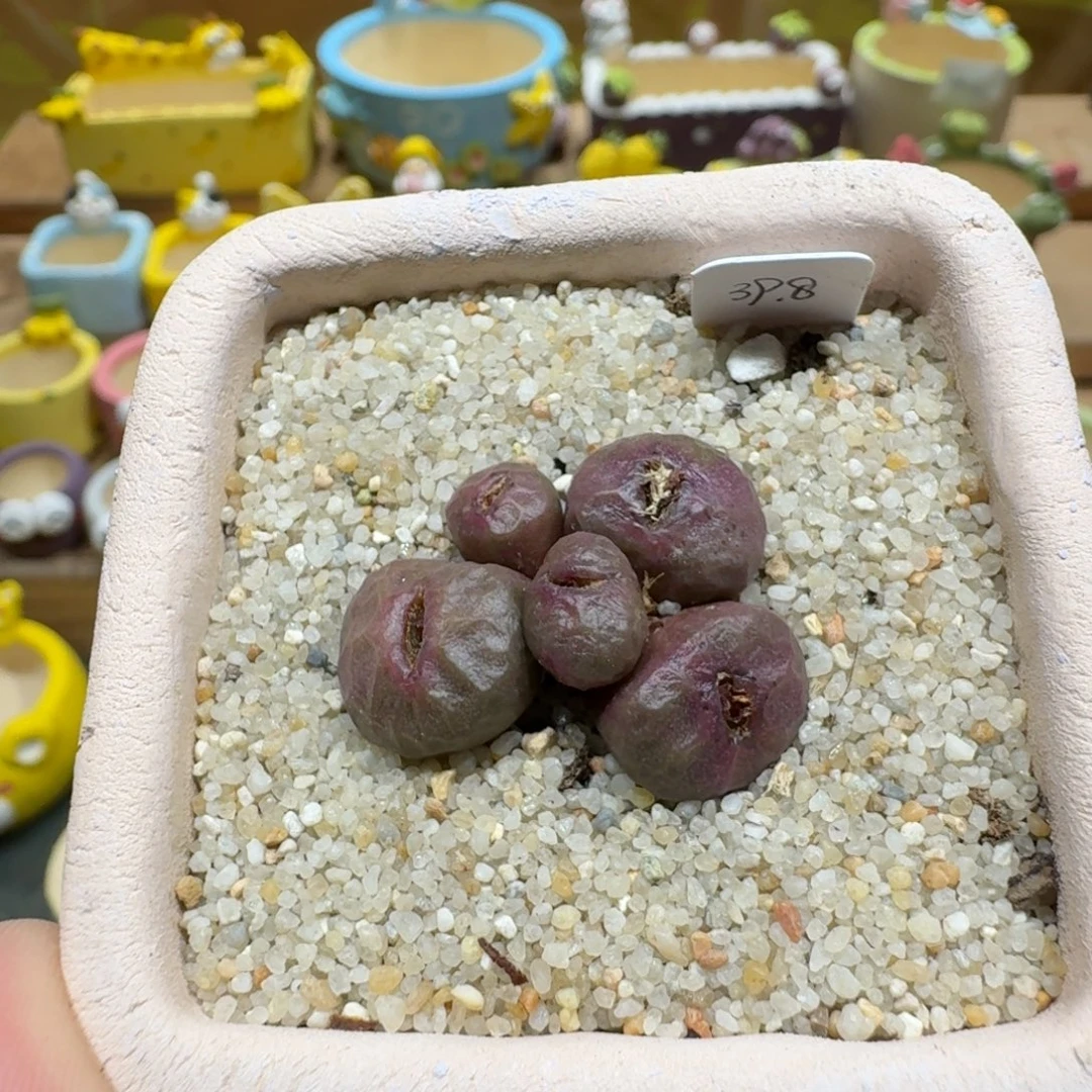 蘑菇1095烧麦多肉植物