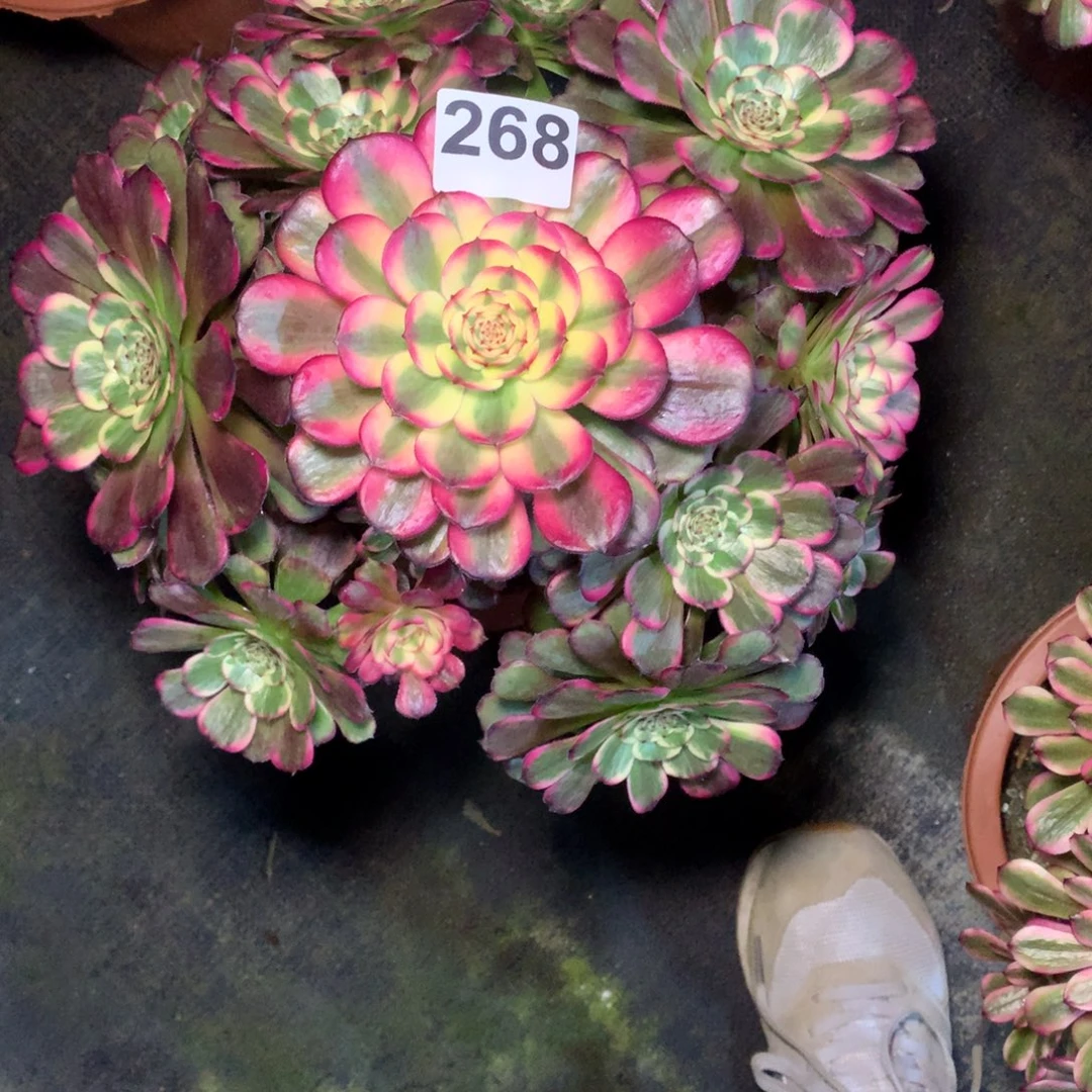 香***香黑金刚268有干巴多肉植物300000