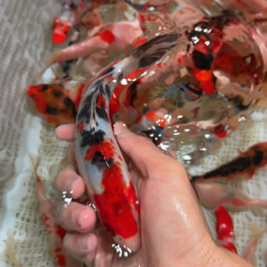 巨无霸【精品血统锦鲤】12-16厘米好养德系日系颜色随机 广温观赏鱼