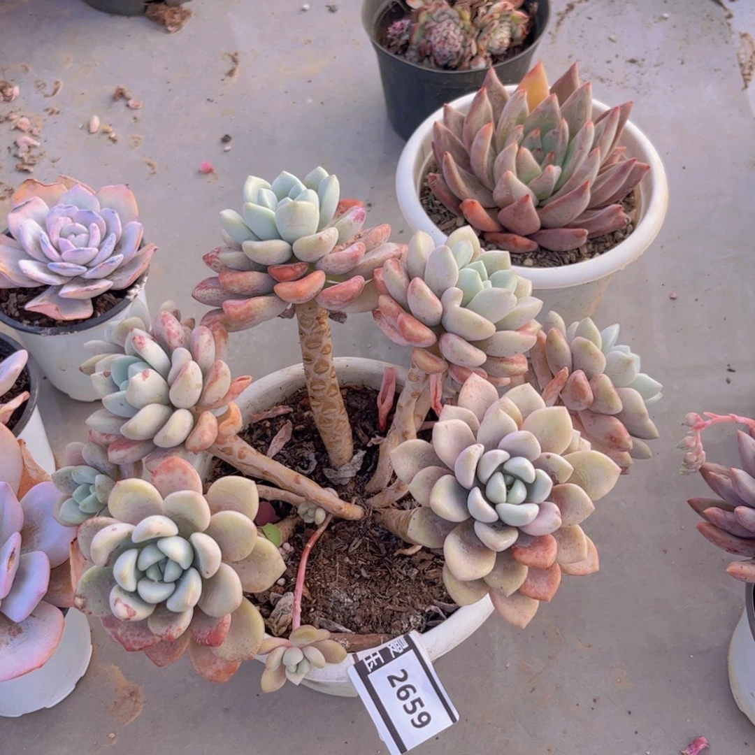 花斑鹿多肉植物2659