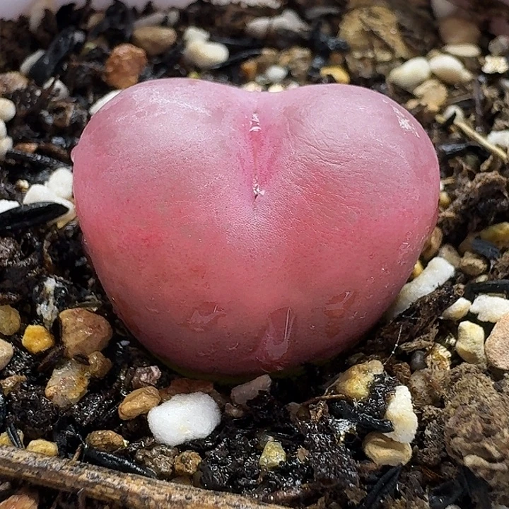 老马生石花2.3吕红1733