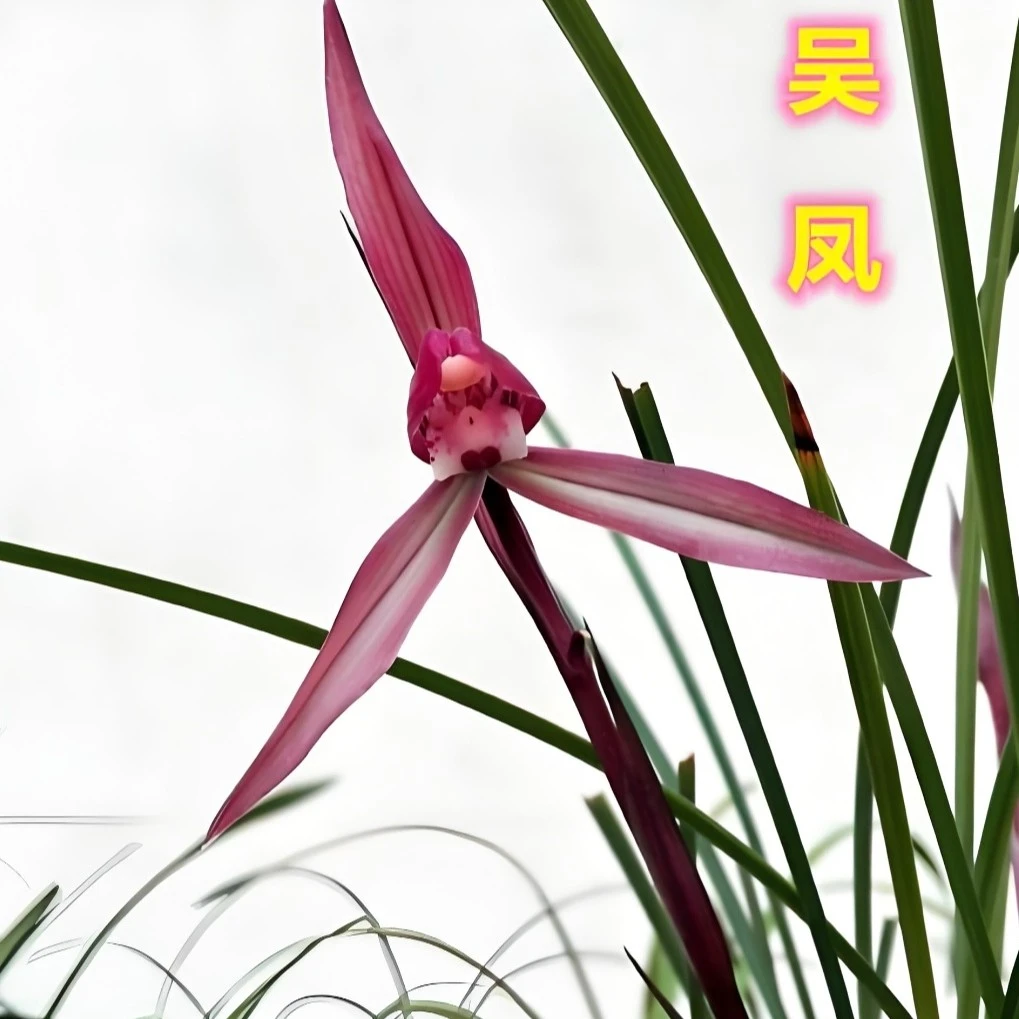 春兰红花：吴凤老种大花细叶