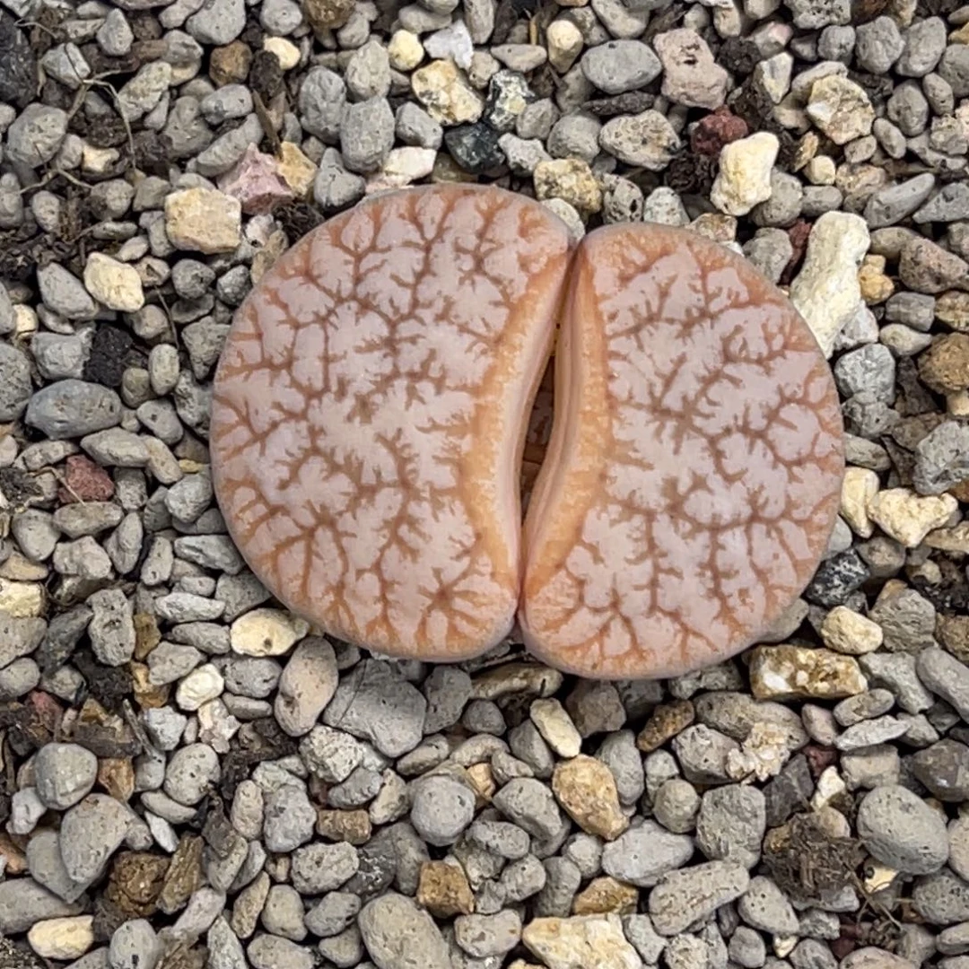 4860拿铁睫毛荒玉尺寸2.9