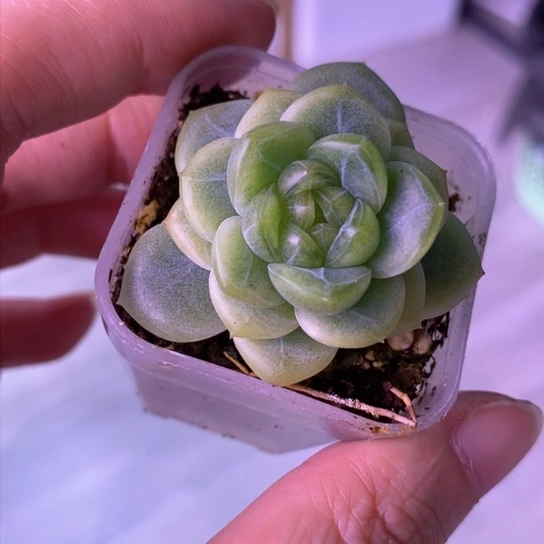 青柠4公分盆口满38包邮