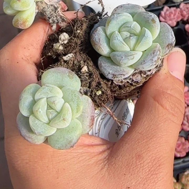 313号  冰玉    拍一发三