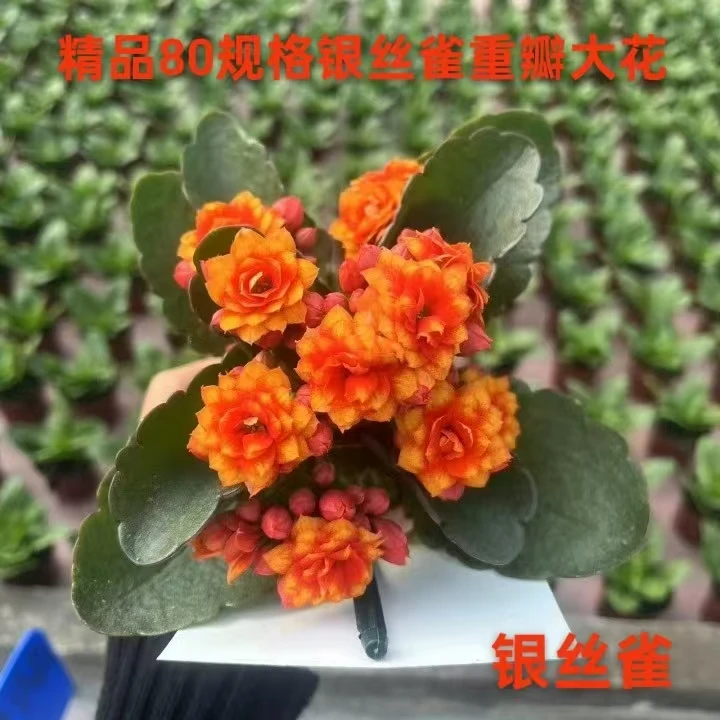 新品重瓣大花银丝雀长寿花苗带花苞金狐狸四季花卉盆栽绿植大花