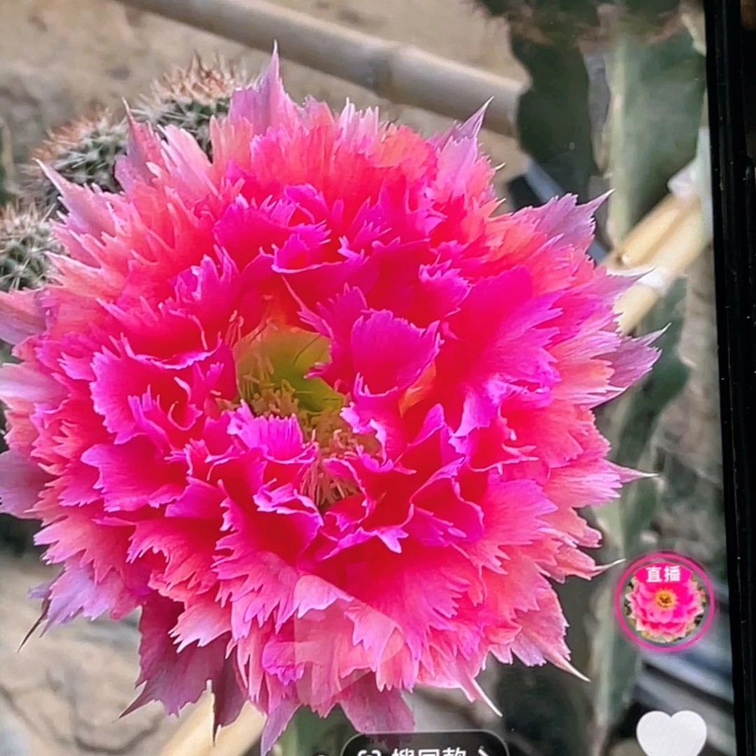 樱***雨彩草 凤6侧芽 歪 满20包邮2.5公分