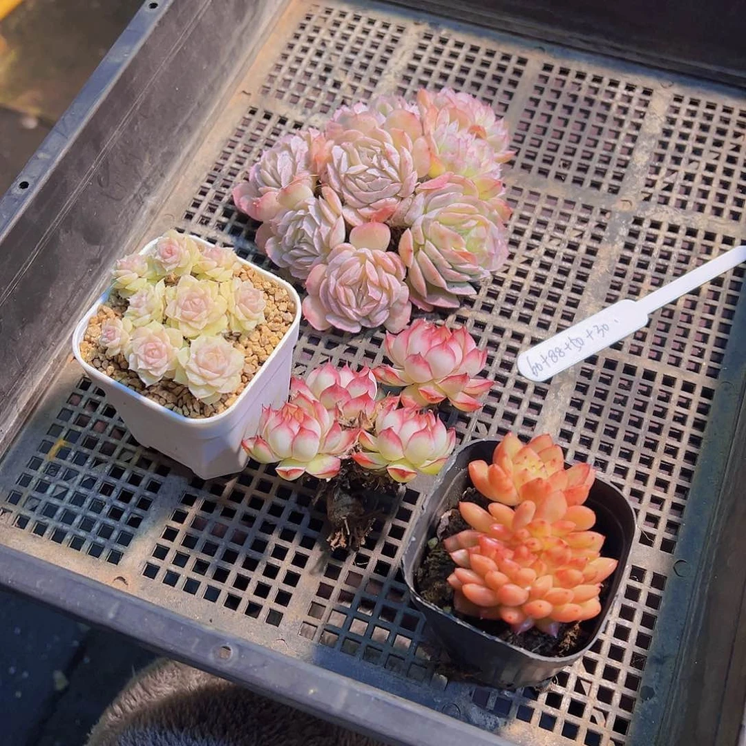向***a新品.多肉植物，