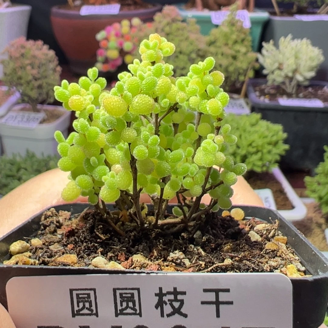 3347蜜橘糖球一物体拍