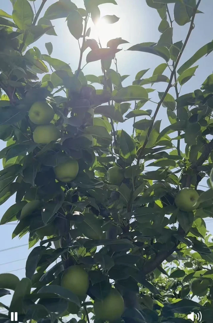 湖北头茬现摘青皮梨翠蜜梨苏脆一号苏苏翠梨脆甜多汁的应季水果