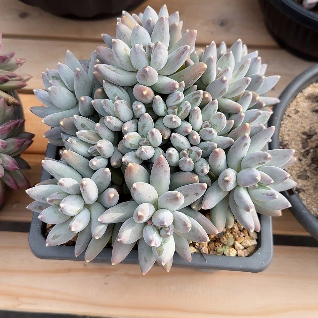 一物一拍，松果美人