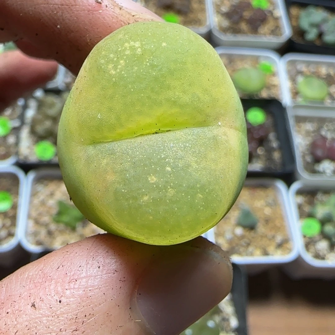 2.4+漂亮多肉植物78