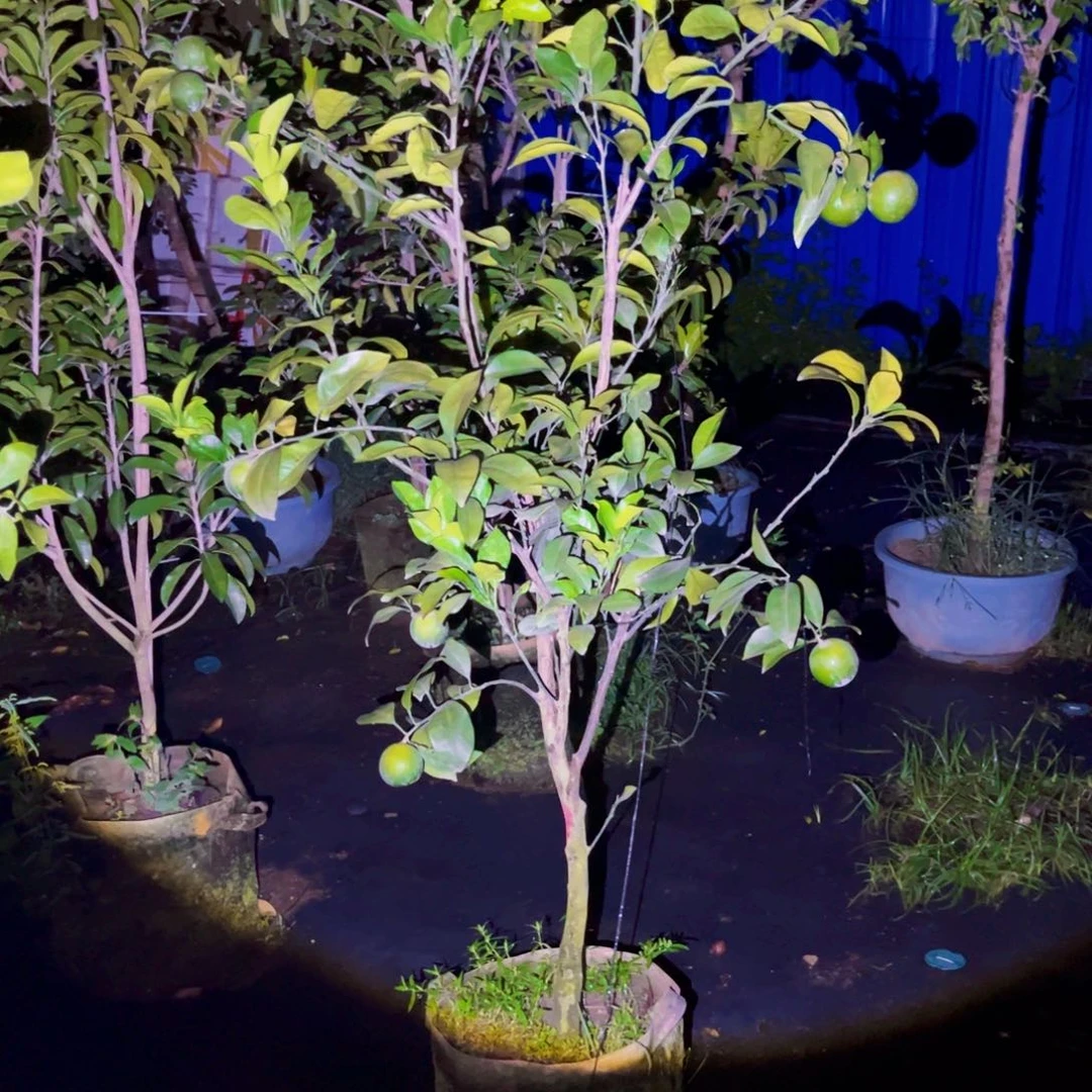 无花朵吉*、000000000000