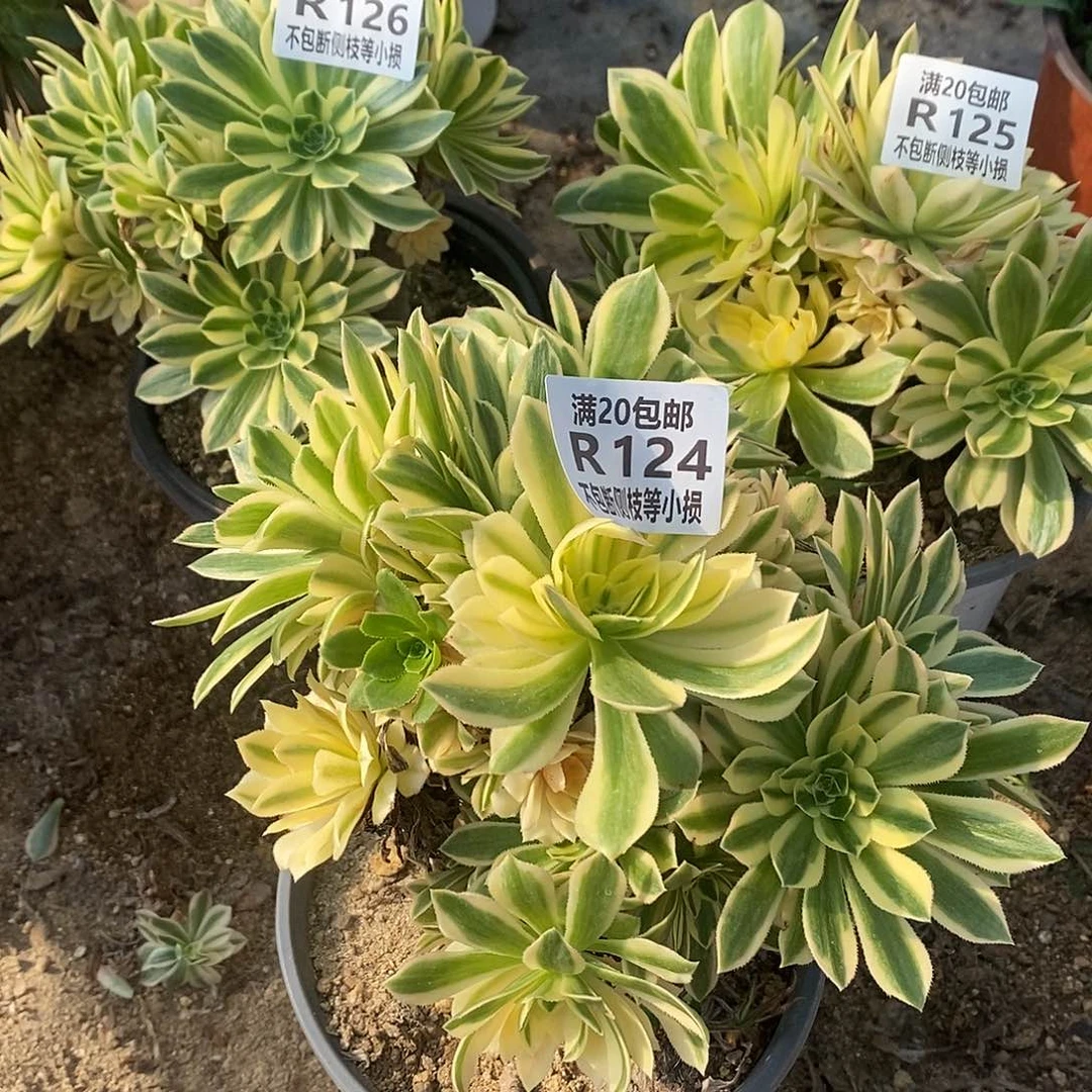 124-126艳凝老桩多肉有砍量拍