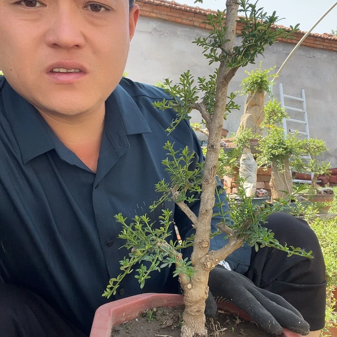羽**羽迎春花福利下单不退不换