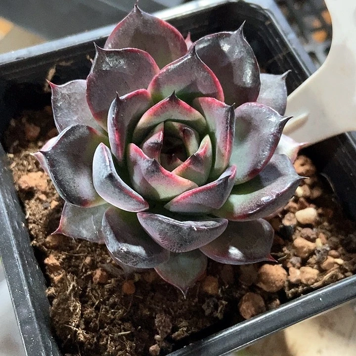 多肉植物1084多肉