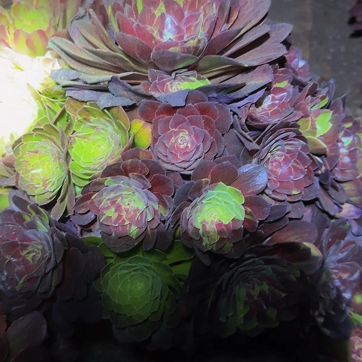 精品花月夜大颗亏本福利44