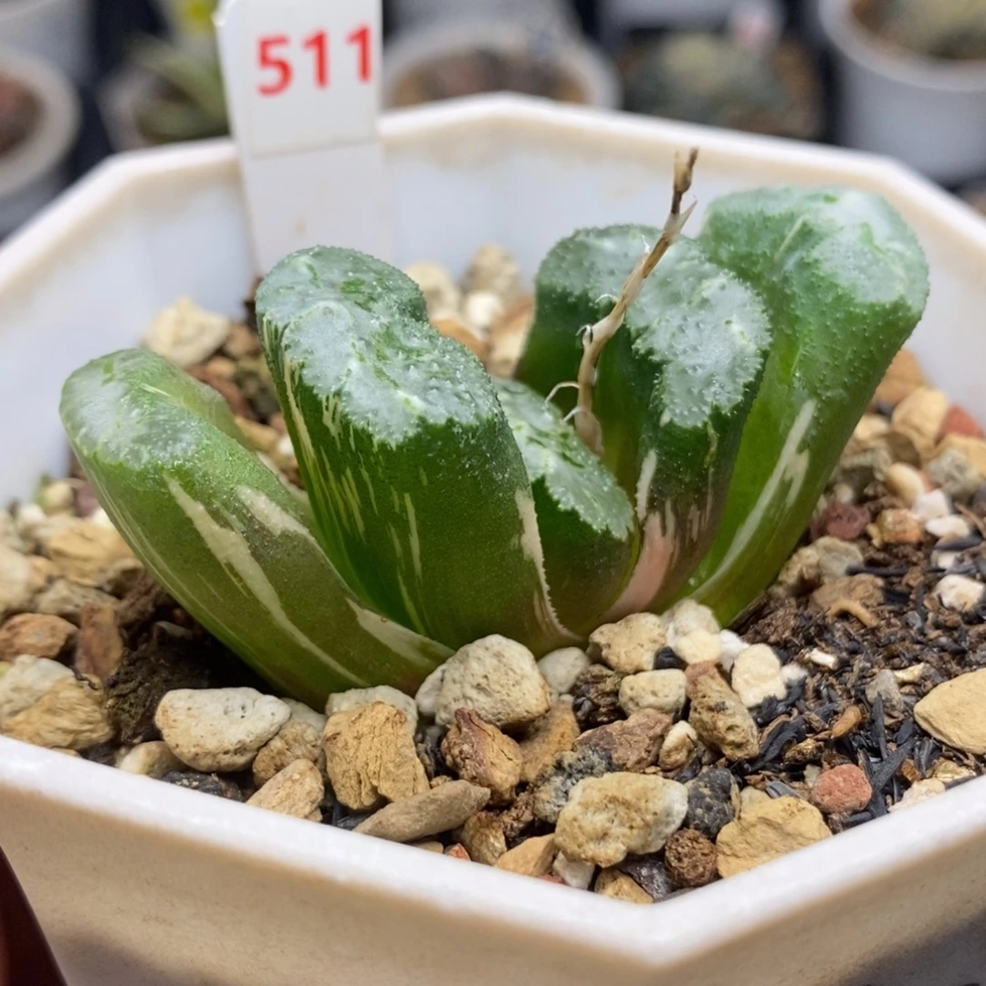 511荒姬玉扇锦一物一拍