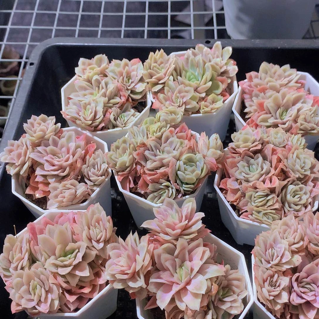 血红纱裙234677788999