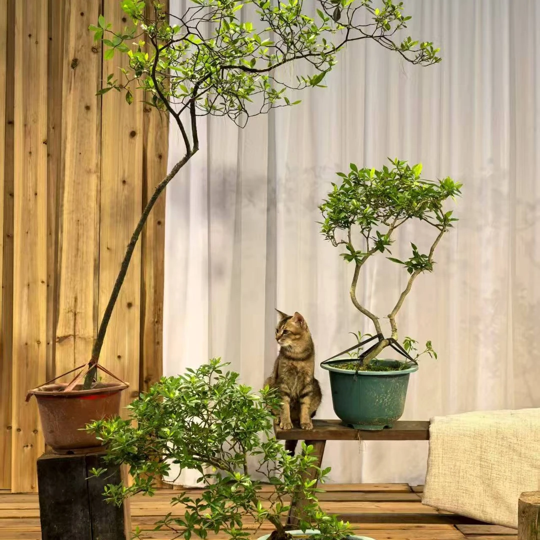 花卉绿植盆景室内盆栽