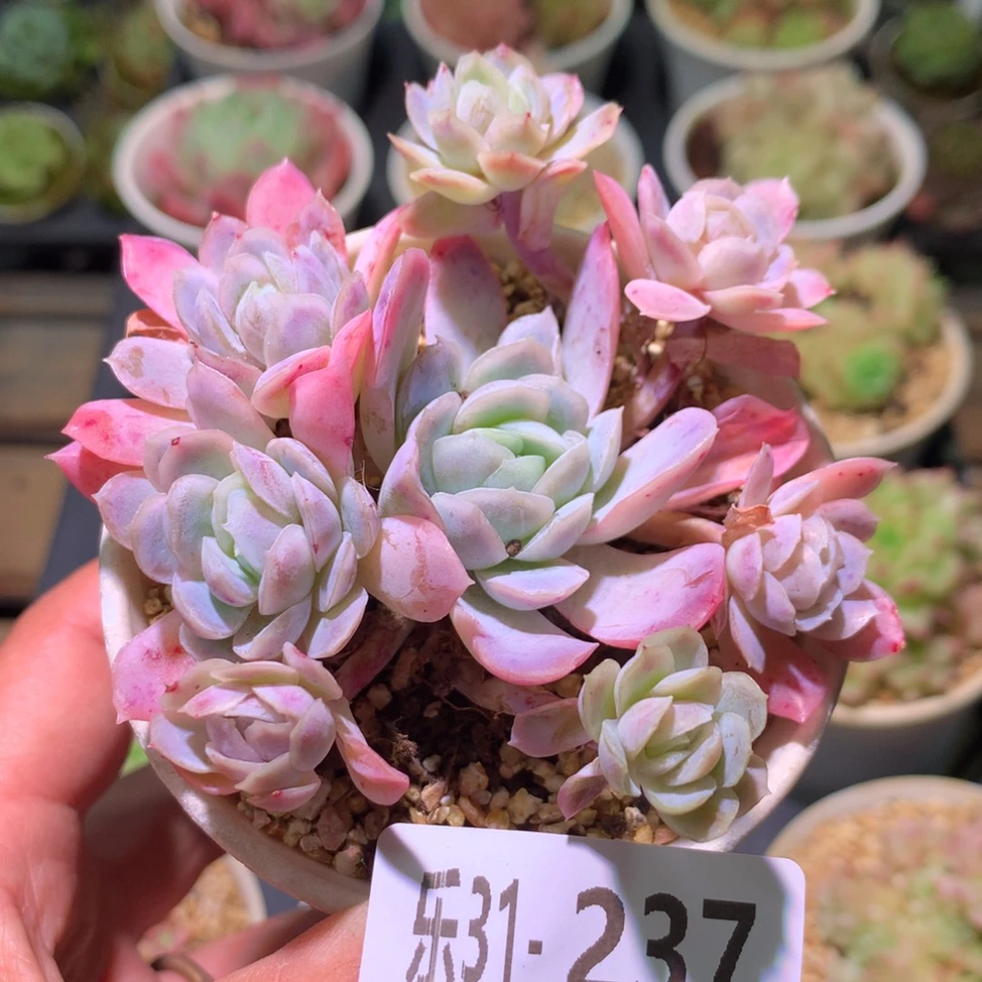 乐然31-237 冰梅群