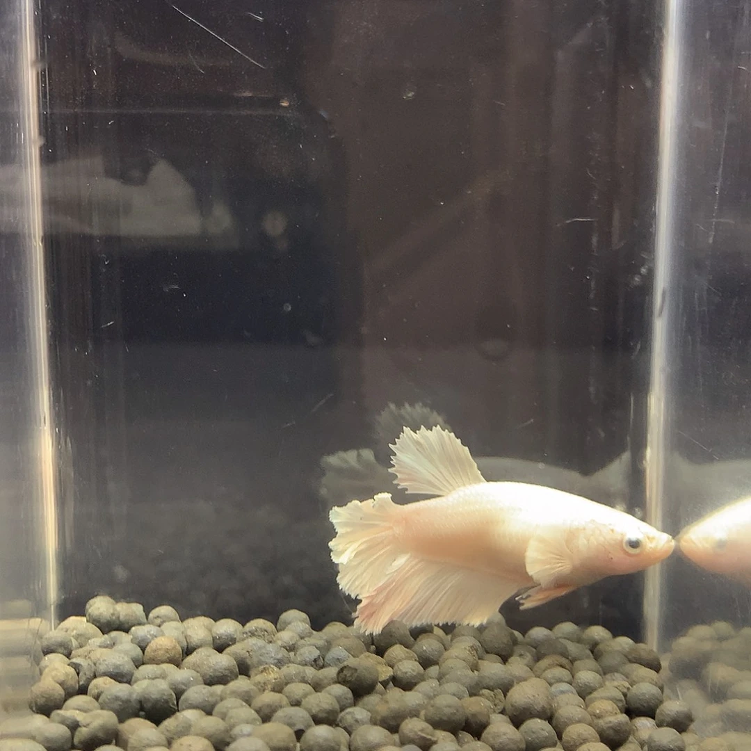 海水鱼 七弟泰国斗鱼53