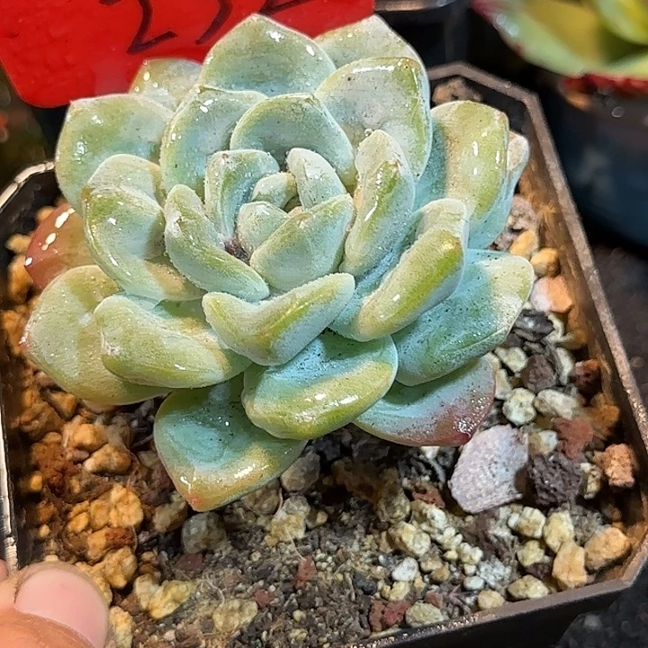 冰玉惊鸿一物一拍包装收缩花旱232