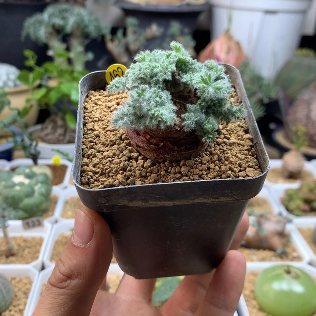 羽叶杨葵母本带盆462