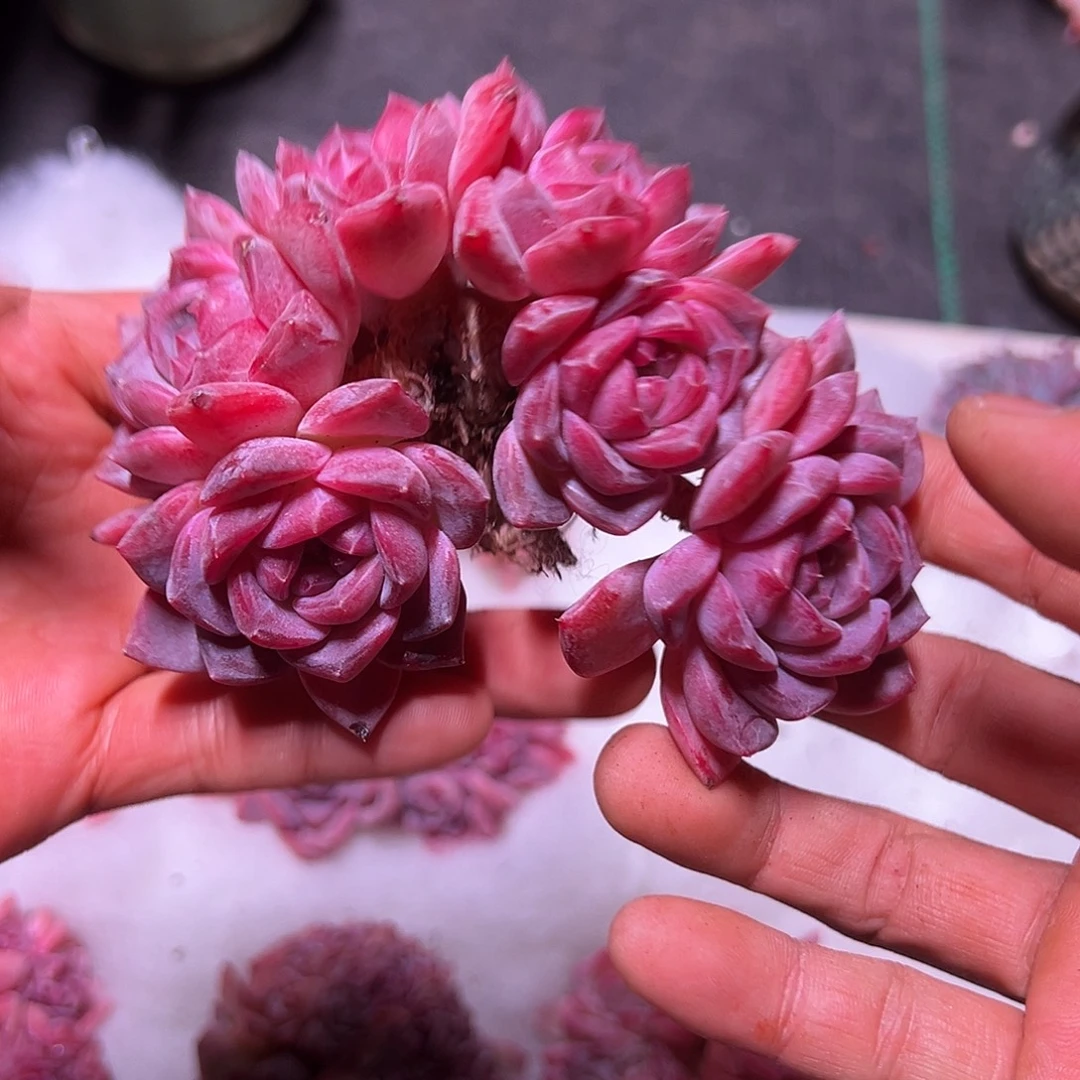 冰魄朵朵缀化精品多肉