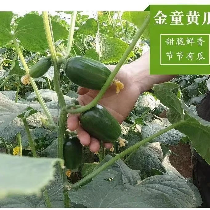金童水果黄瓜种子迷你水果黄瓜种子夏季解暑庭院阳台盆栽蔬菜种子