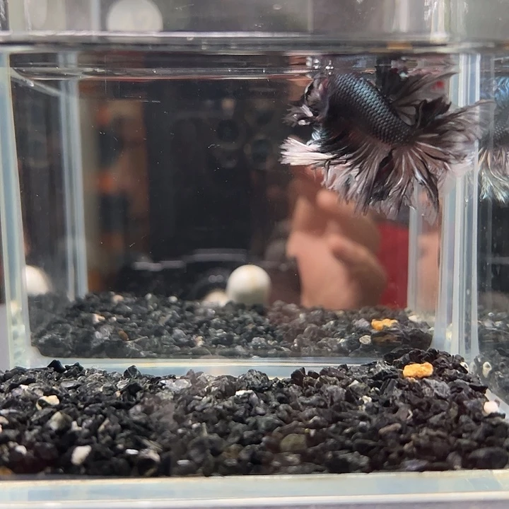 斗鱼竞拍跑单拉黑4日42