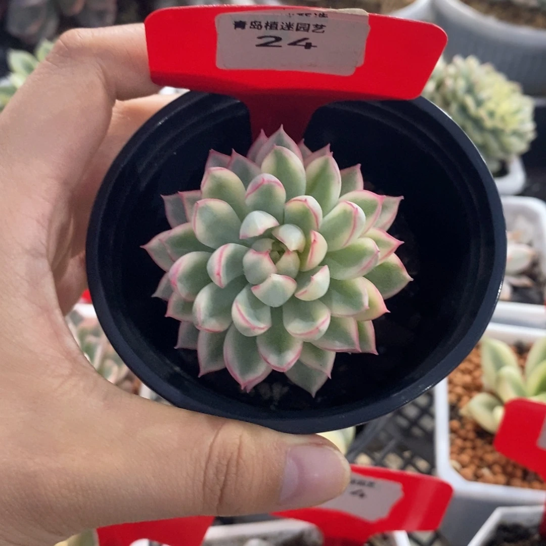 24女雏锦多肉植物
