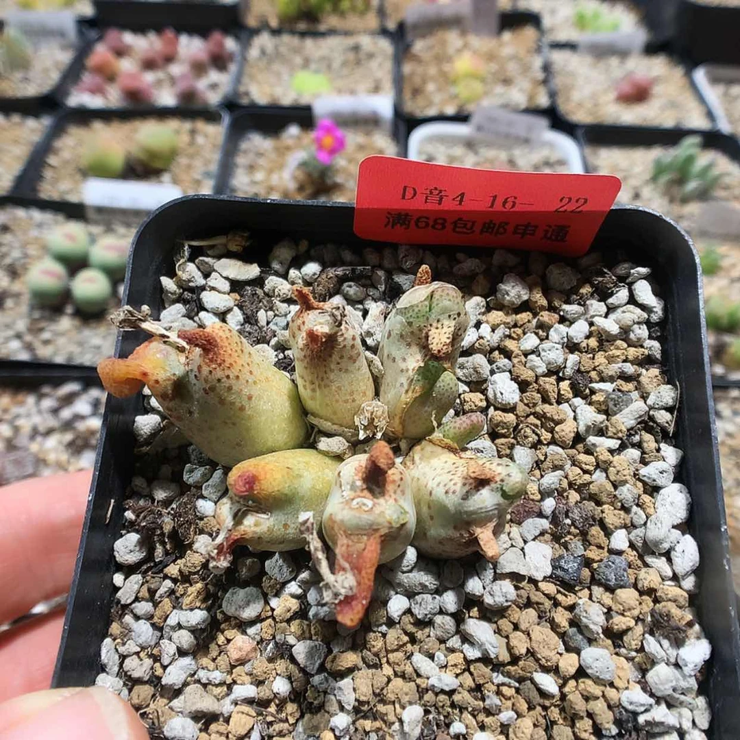 【闪购商品】4-16-22 斑马 60