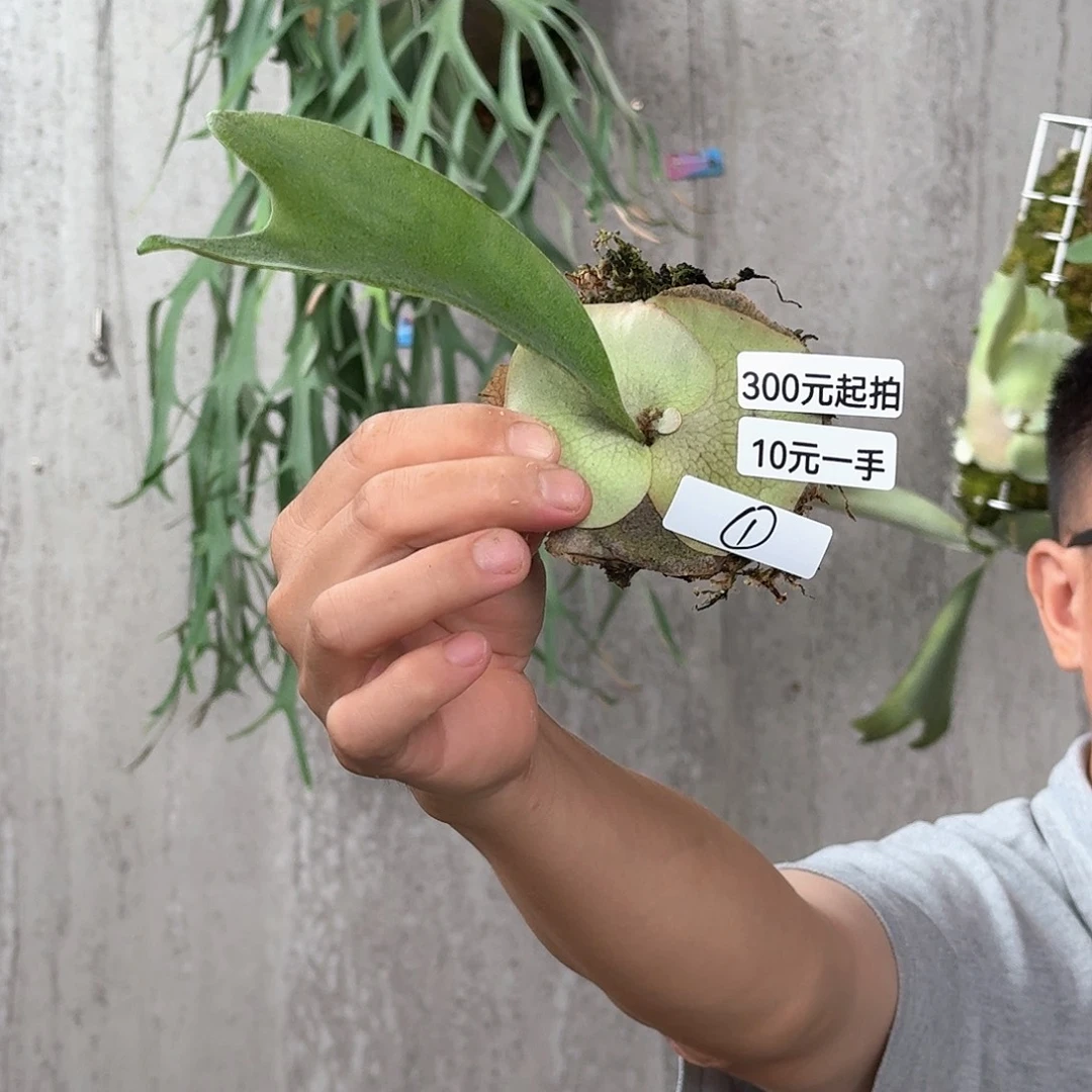 完全开放银龙现拆侧芽