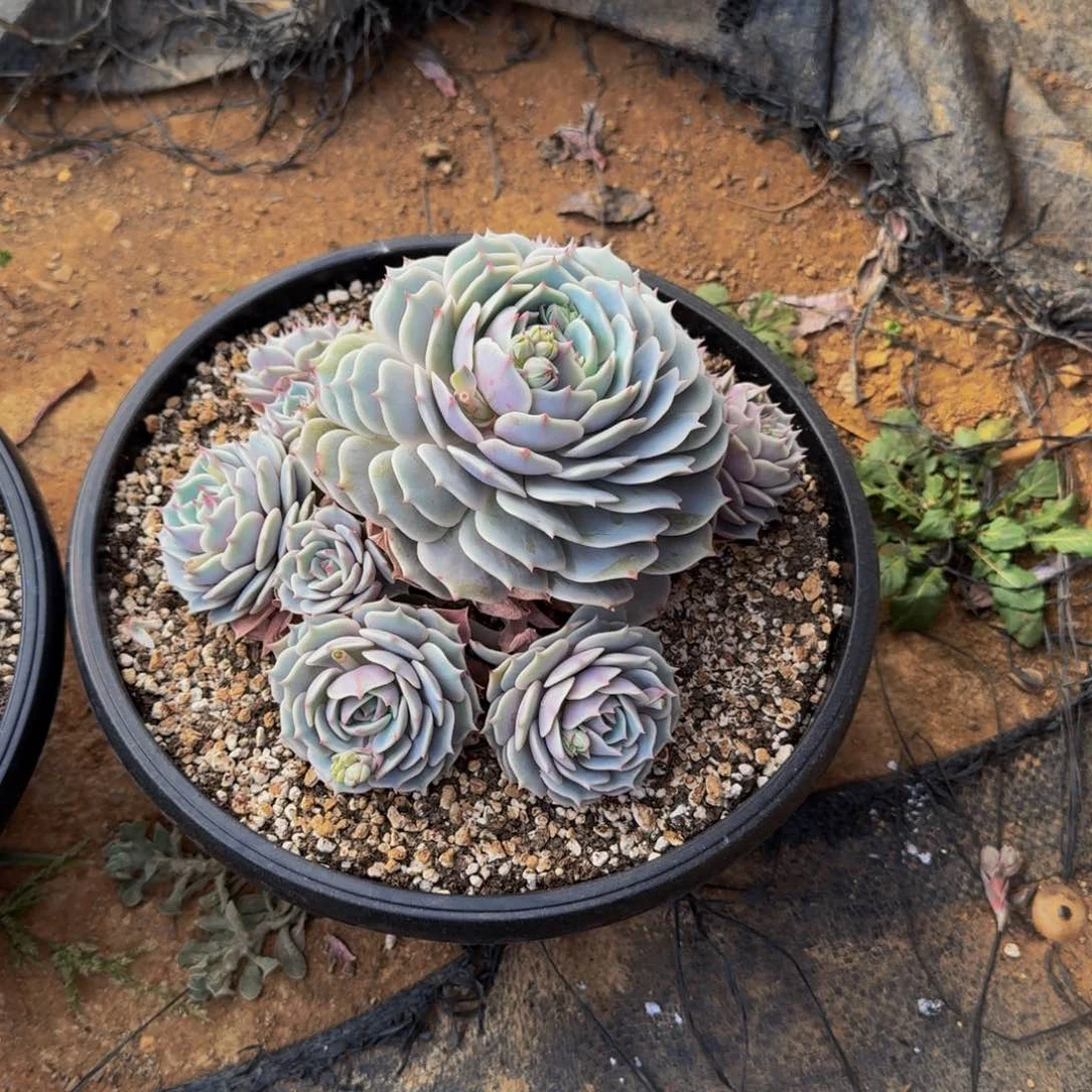 苏*苏妹露娜莲福利不包损